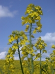 Fleurs-de-colza-photo-©-frederic-douard-www.bioenergie.promotion.fr
