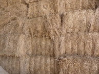 balles-de-panic-ou-switchgrass-photo-frederic-douard-www.bioenergie-promotion.fr