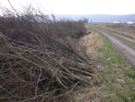 branches-delagage-conservees-en-bord-de-route-en-allemagne-pour-le-bois-energie-www.bioenergie-promotion.fr
