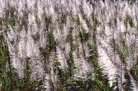 canne-a-sucre-en-fleurs-en-floride-photo-scott-bauer-usda-ars-www.bioenergie-promotion.fr