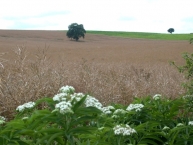 champ-de-colza-en-graines-france-photo-©-frederic-douard-www.bioenergie.promotion.fr