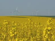 champs-de-colza-et-eoliennes-photo-frederic-douard-www.bioenergie-promotion.fr