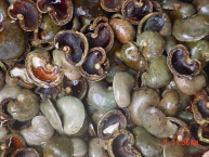 coques-danacarde-noix-de-cajou-utilisables-comme-biocombustible-photo-ewald-alcindor-universite-detat-dhaiti-www-bioenergie-promotion-fr