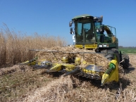 fauche-de-miscanthus-sec-avec-une-ensileuse-john-deere-equipee-dun-bec-kemper-de-48m-et-broyeur-sans-ses-couteaux-photo-frederic-douard-www.bioenergie-promotion.fr