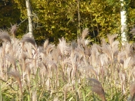debut-de-floraison-de-miscanthus-octobre-france-photo-©-frederic-douard-www.bioenergie.promotion.fr