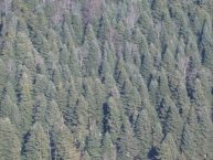 grace-au-bois-energie-les-branches-et-tout-petits-bois-des-forets-resineuses-trouvent-un-debouche-photo-©-frederic-douard-www.bioenergie.promotion.fr