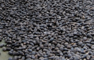 graines-de-poughere-jatropha-curcas-sources-dhuile-energetique-photo-leuphana-www-bioenergie-promotion-fr