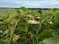 graines-de-tournesol-en-murissement-dans-leurs-capitules-photo-frederic-douard-www.bioenergie-promotion.fr