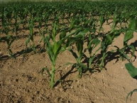 jeunes-plants-de-mais-france-photo-frederic-douard-www.bioenergie-promotion.fr
