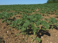 jeunes-plants-de-tournesol-france-photo-frederic-douard-www.bioenergie-promotion.fr
