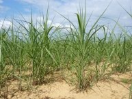 jeunes-plants-de-miscanthus-photo-©-frederic-douard-www.bioenergie.promotion.fr