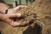 la-bagasse-residu-fibreux-de-la-canne-a-sucre-est-une-biomasse-valorisable-en-combustion-photo-mspa-www.bioenergie-promotion.fr