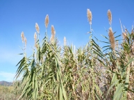 la-canne-de-provence-est-la-cousine-europeenne-du-miscanthus-sa-croissance-peut-atteindre-6-m-par-an-photo-frederic-douard-www-bioenergie-promotion-fr