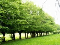 haie-de-charmes-tetards-culture-energetique-ancestrale-du-bocage-du-Nord-de-la-France-photo-Xavier-Douard-www.bioenergie-promotion.fr