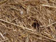 la-menue-paille-est-un-residu-de-moisson-valorisable-en-combustion-ou-en-methanisation-photo-frederic-douard-www.bioenergie-promotion.fr