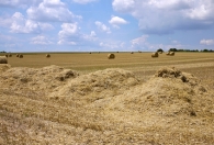 la-menue-paille-est-valorisable-comme-combustible-ou-en-biogaz-photo-thierart-www.bioenergie-promotion.fr