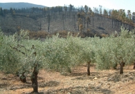 labsence-de-recolte-de-la-biomasse-dans-les-regions-seches-est-source-dincendies-devastateurs-www.bioenergie-promotion.fr