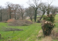 Le-bois-de-bocage-est-valorisable-en-buches-ou-plaquettes-forestieres-photo-Xavier-Douard-www.bioenergie.promotion.fr