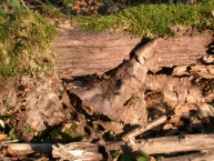 le-bois-non-recolte-en-foret-se-degrade-en-methane-et-en-co2-photo-frederic-douard-www.bioenergie-promotion.fr