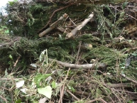 les-dechets-verts-sont-valorisables-en-compost-bois-energie-et-biogaz-photo-frederic-douard-www.bioenergie-promotion.fr