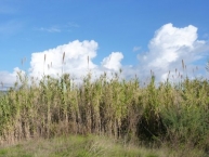 les-fauches-de-canne-de-provence-ou-autres-roseaux-sont-valorisables-comme-combustible-photo-©-frederic-douard-www.bioenergie.promotion.fr