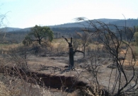 Les-forets-non-exploitees-sont-plus-sensibles-aux-sinistres-vent-feu-ou-ravageurs-photo-©-frederic-douard-www.bioenergie.promotion.fr