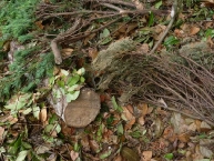 les-grosses-fractions-de-dechets-verts-sont-valorisables-en-bois-energie-photo-frederic-douard-www.bioenergie-promotion.fr