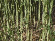 les-tiges-de-colza-future-paille-sont-valorisables-en-granules-biocombustibles-photo-frederic-douard-www.bioenergie-promotion.fr