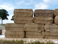 menue-paille-pressee-en-balles-rectangulaires-photo-frederic-douard-www.bioenergie-promotion.fr
