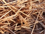 paille-de-miscanthus-giganteus-photo-frederic-douard-www.bioenergie-promotion.fr
