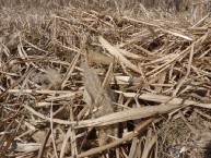 paille-de-miscanthus-photo-frederic-douard-www.bioenergie-promotion.fr