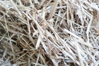paille-de-panic-erige-switchgrass-photo-©-frederic-douard-www.bioenergie.promotion.fr