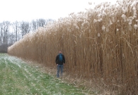 parcelle-de-miscanthus-en-mars-2011-photo-bourgogne-pellets-www.bioenergie-promotion.fr