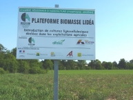 parcelle-experimentale-de-miscanthus-en-champagne-photo-frederic-douard-www.bioenergie-promotion.fr