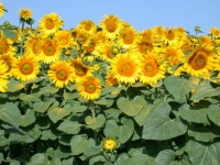 Champ-de-tournesols-photo-©-frederic-douard-www.bioenergie.promotion.fr