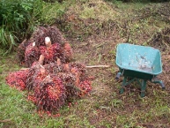 regimes-de-noix-de-palme-cameroun-photo-©-frederic-douard-www.bioenergie.promotion.fr