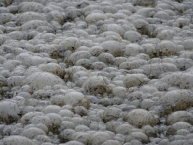 surface-dun-substrat-organique-en-pleine-methanogenes-photo-frederic-douard-www.bioenergie-promotion.fr