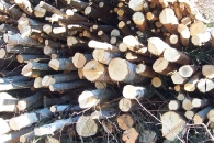 tas-de-perches-entieres-pour-le-bois-energie-en-finlande-www.bioenergie-promotion.fr