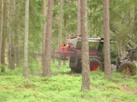 test-de-restitution-des-cendres-de-bois-en-foret-finlandaise-photo-recash-project-www.bioenergie-promotion.fr