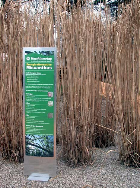 plants-miscanthus