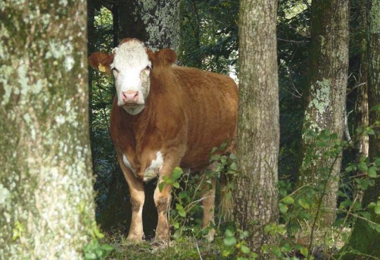 Vache montbéliarde en forêt, photo Chambre d'agriculture du Jura