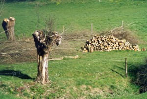 Coopération franco-belge : facteurs de réussite du bois-énergie