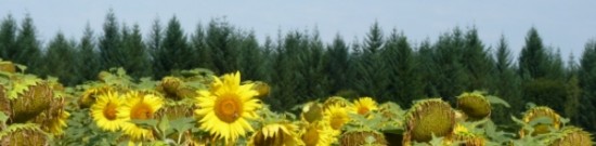 Bandeau épicéas et tournesols _Photo_Frederic_Douard