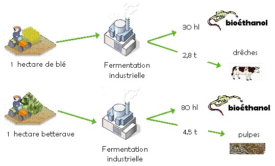 bioethanol de betterave