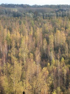 Foret_bouleaux