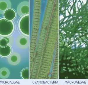 ALGAE_roadmap