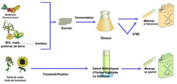 Les biocarburants de première génération, IFP