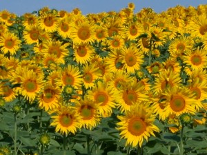 Champ de tournesol, photo frédéric Douard