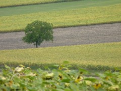 Champs de tournesol en Auvergne au mois d'aout