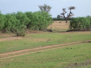 Les agrocarburants provoquent une ruée sur les terres africaines